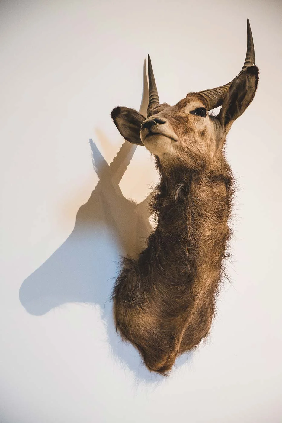 sNatural-History-Museum---Feb-2017-158.jpg