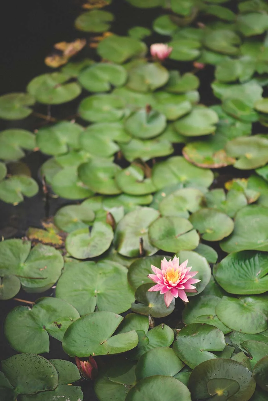 sExploring-Half-of-the-Huntington-Gardens-69.jpg