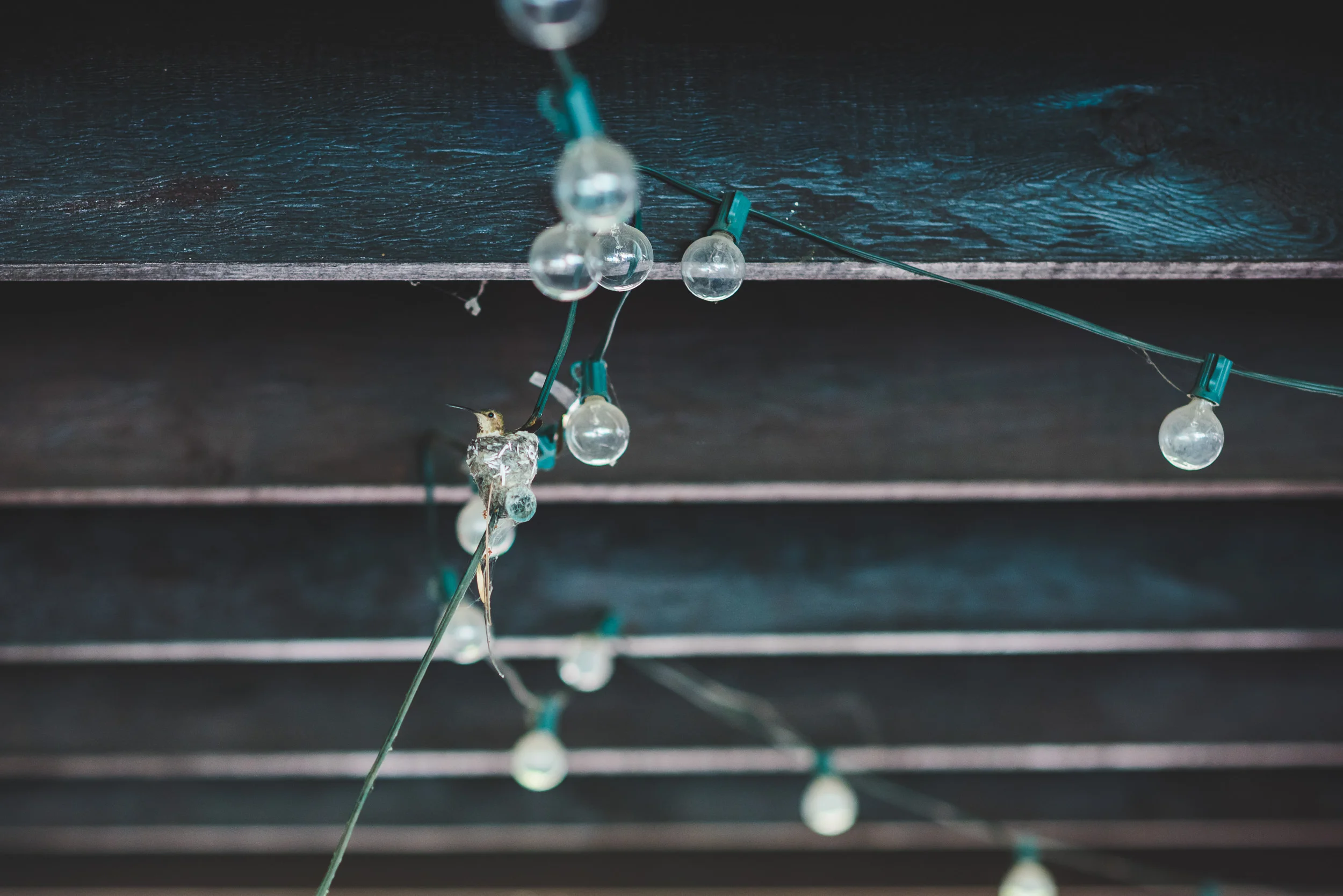 sHummingbird at Home Base-4.jpg