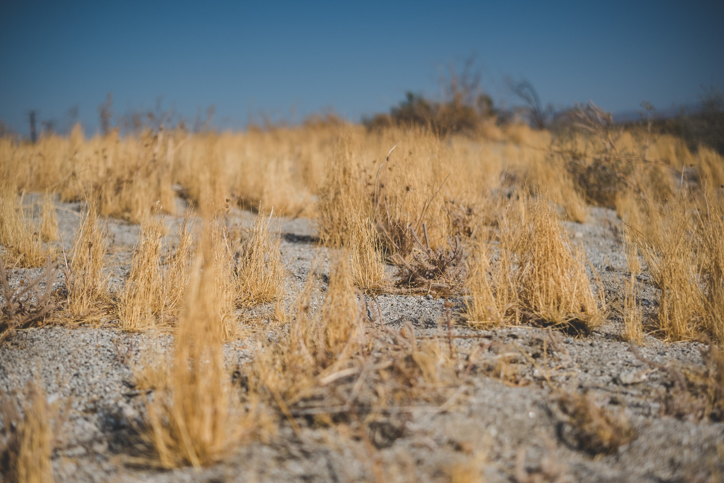 sDesert Day Adventure Attempt-11.jpg