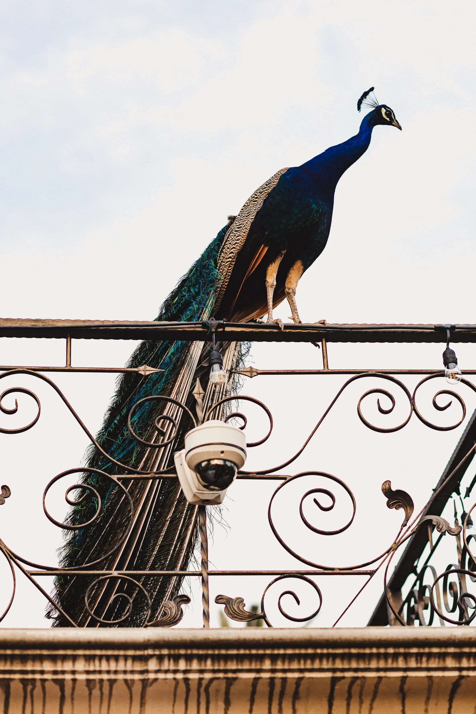 sC+D - Houdini's Mansion - 03 Details-55.jpg