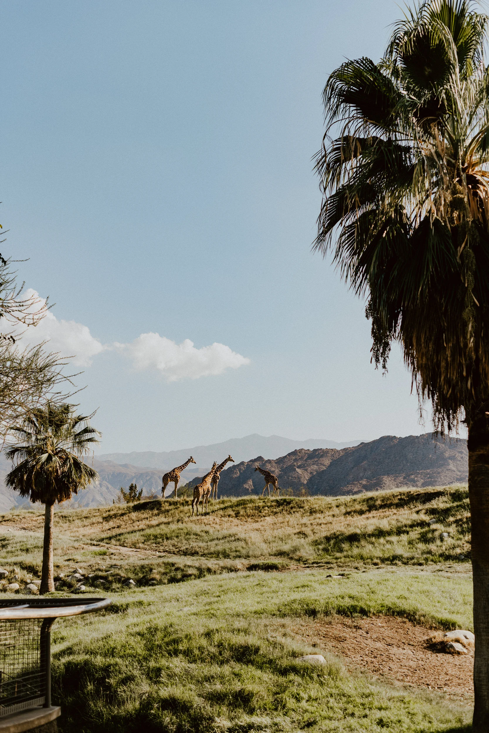 sSetting + Scenery - The Desert Shootout - The Living Desert-29.jpg
