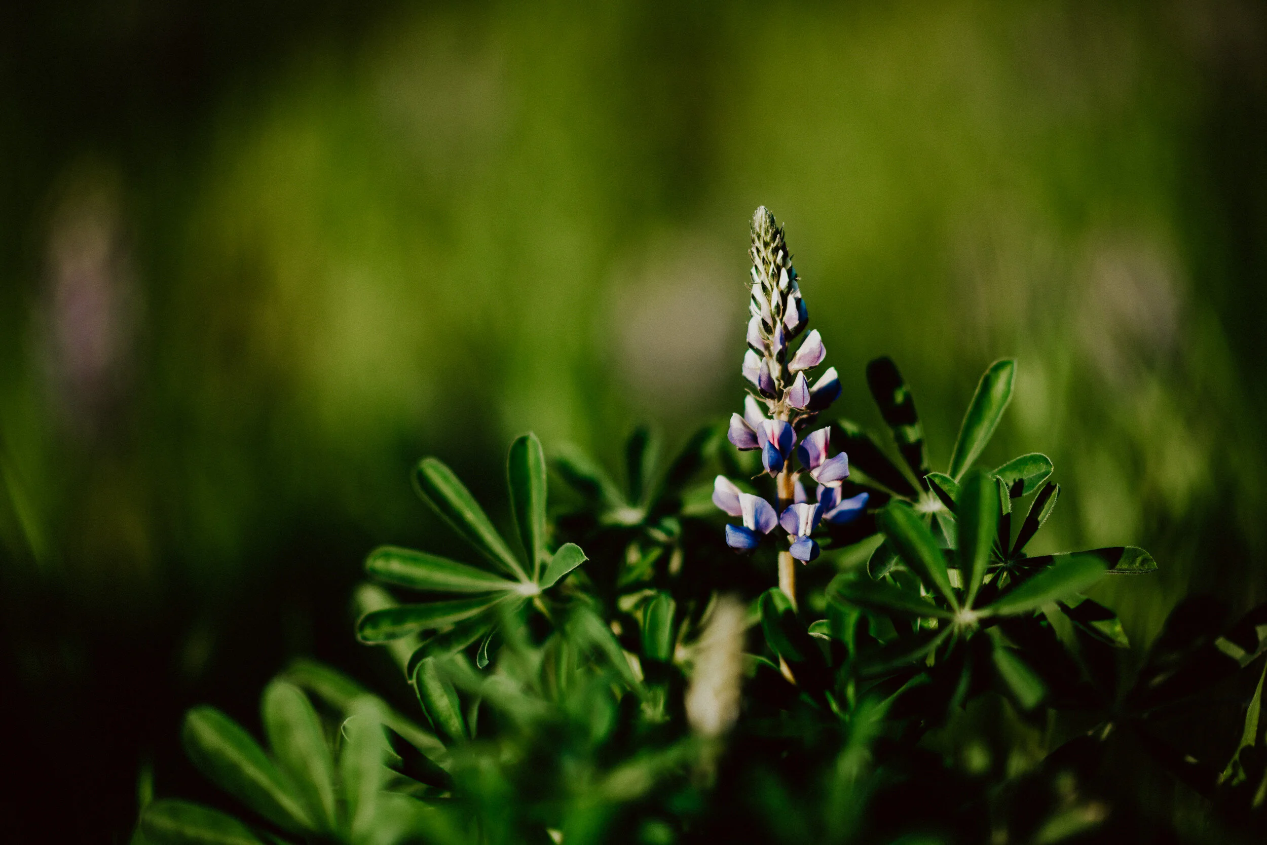 sWildflowers-5.jpg
