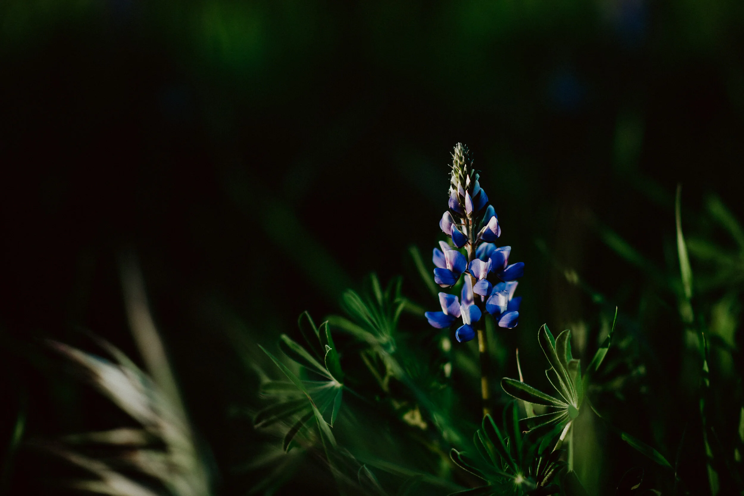 sWildflowers-8.jpg