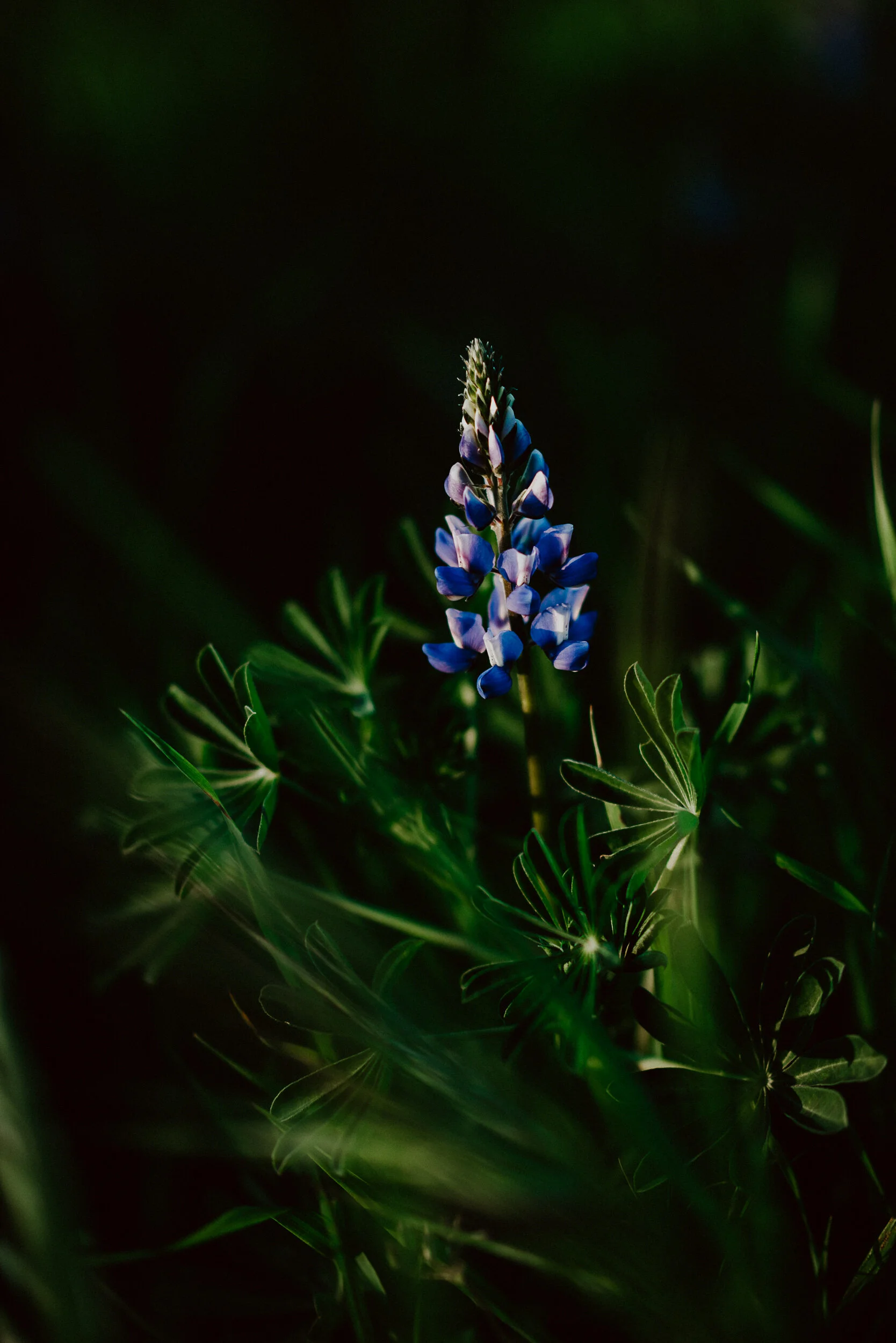 sWildflowers-9.jpg