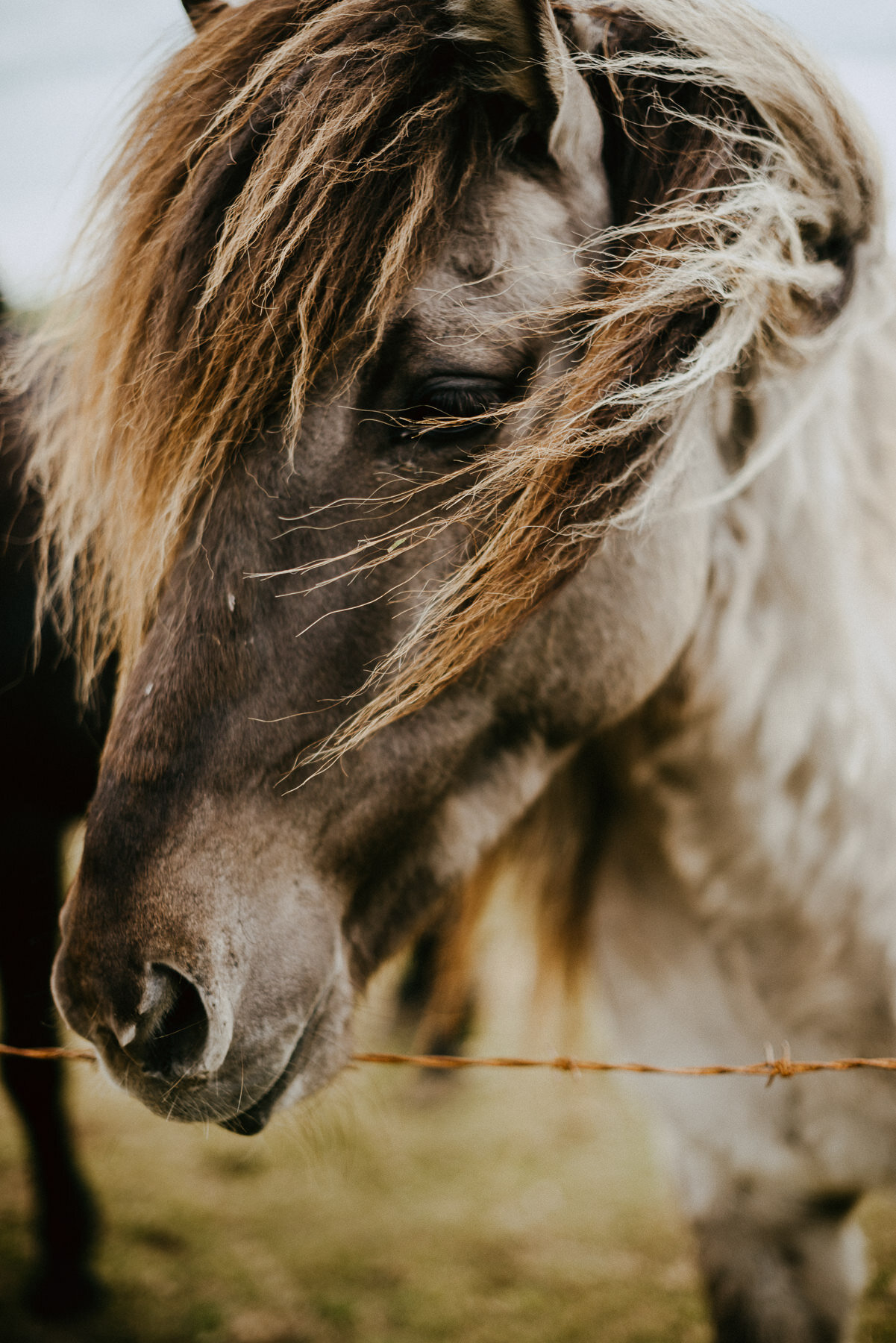 sIceland 2019 - Days 5+6 - Life In My Lens Photo-165.jpg