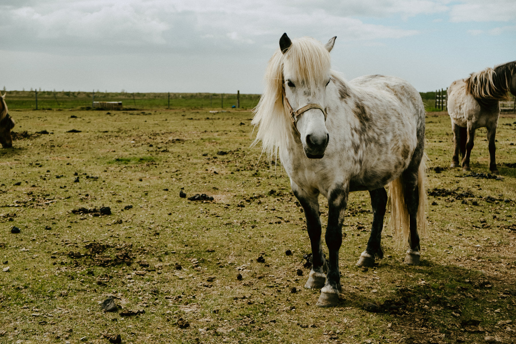 sIceland 2019 - Days 5+6 - Life In My Lens Photo-173.jpg