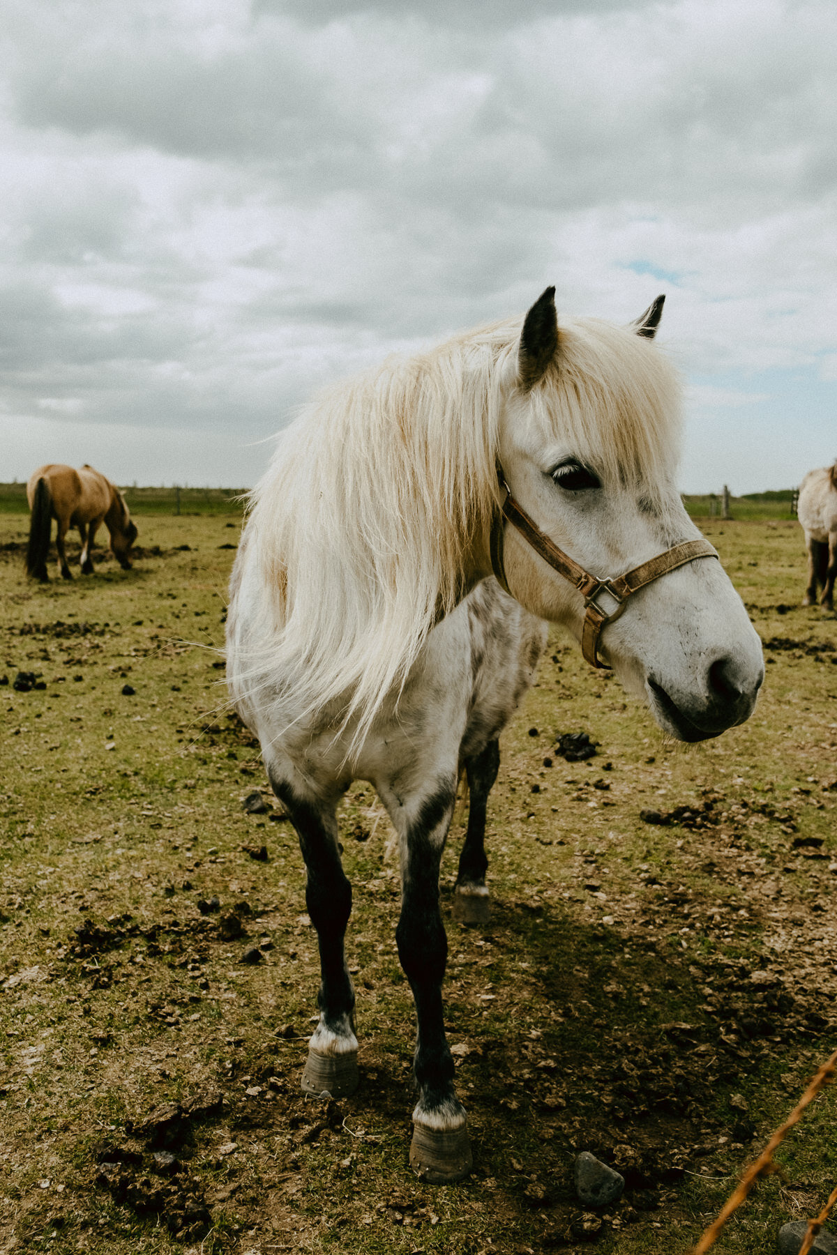 sIceland 2019 - Days 5+6 - Life In My Lens Photo-176.jpg