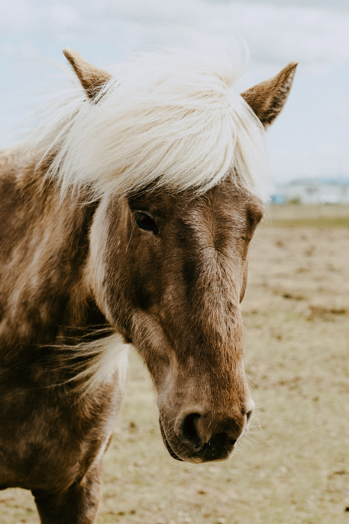 sIceland 2019 - Days 5+6 - Life In My Lens Photo-179.jpg