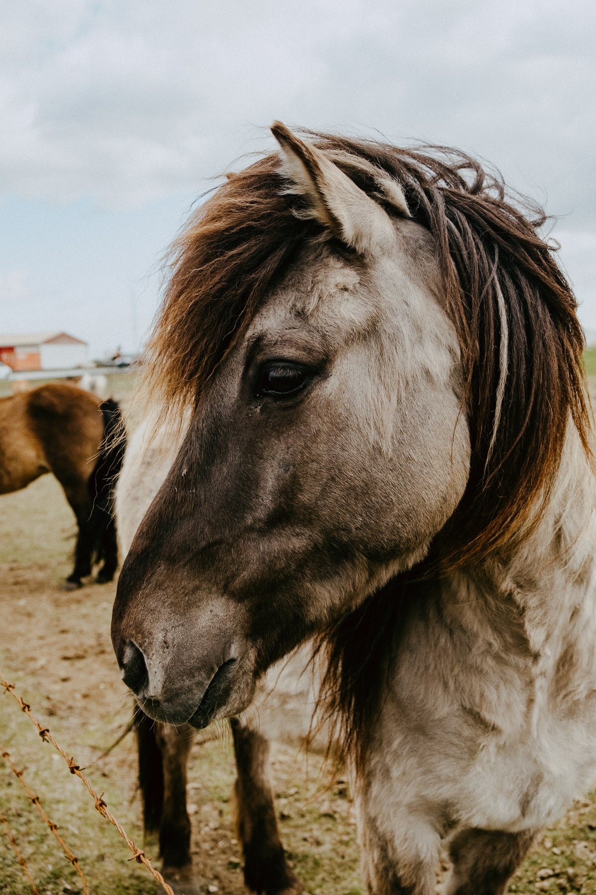 sIceland 2019 - Days 5+6 - Life In My Lens Photo-198.jpg