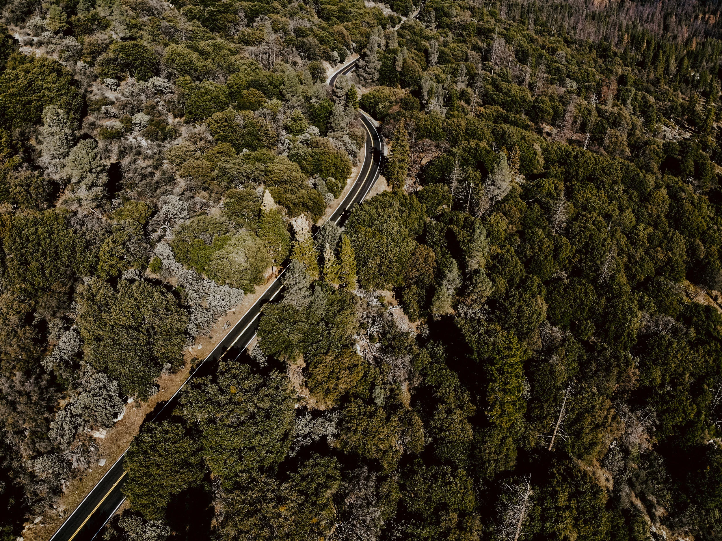 sYosemite to San Fran Road Trip-258.jpg