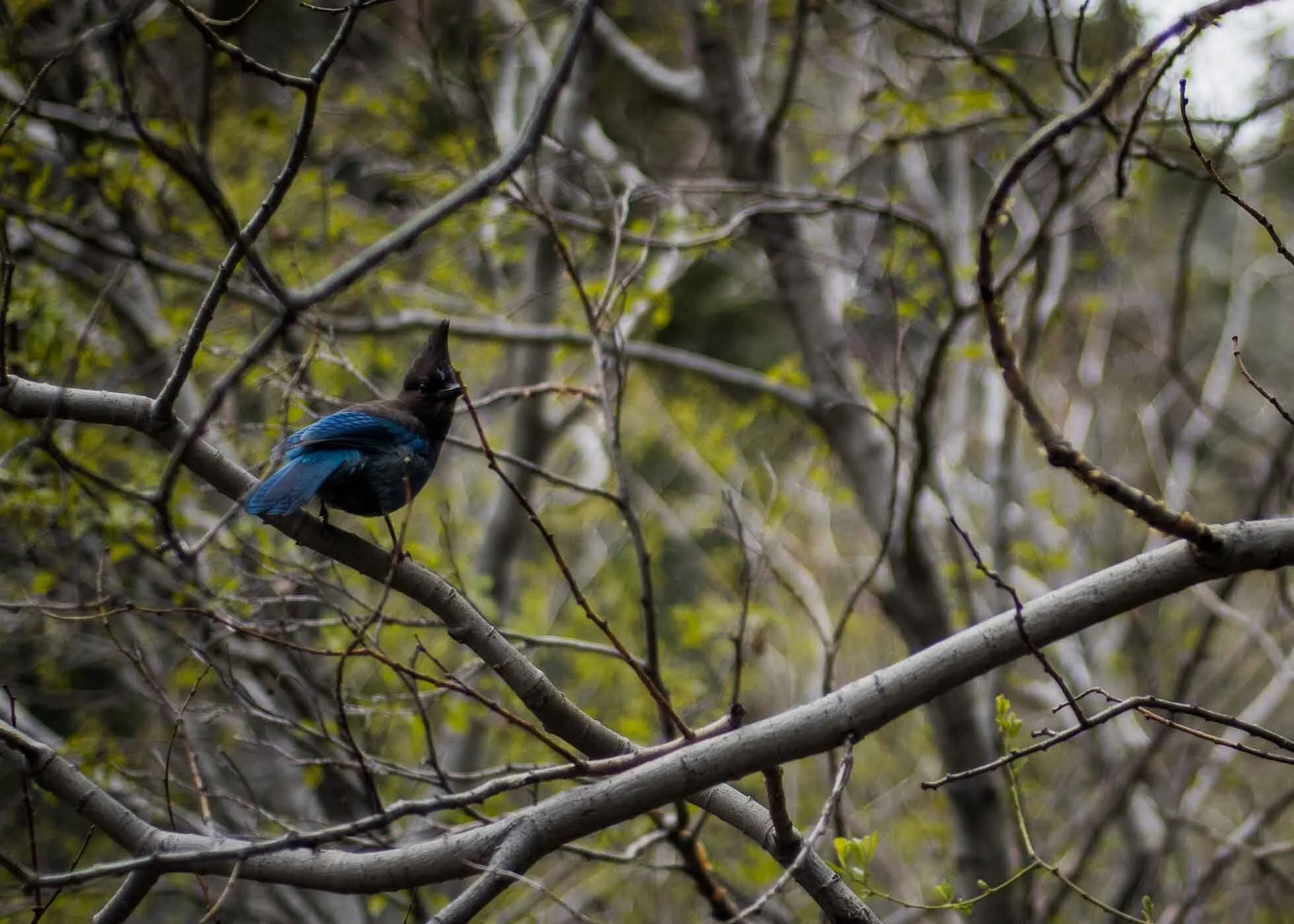 smlTahoeAdventure-May2015-205.jpg