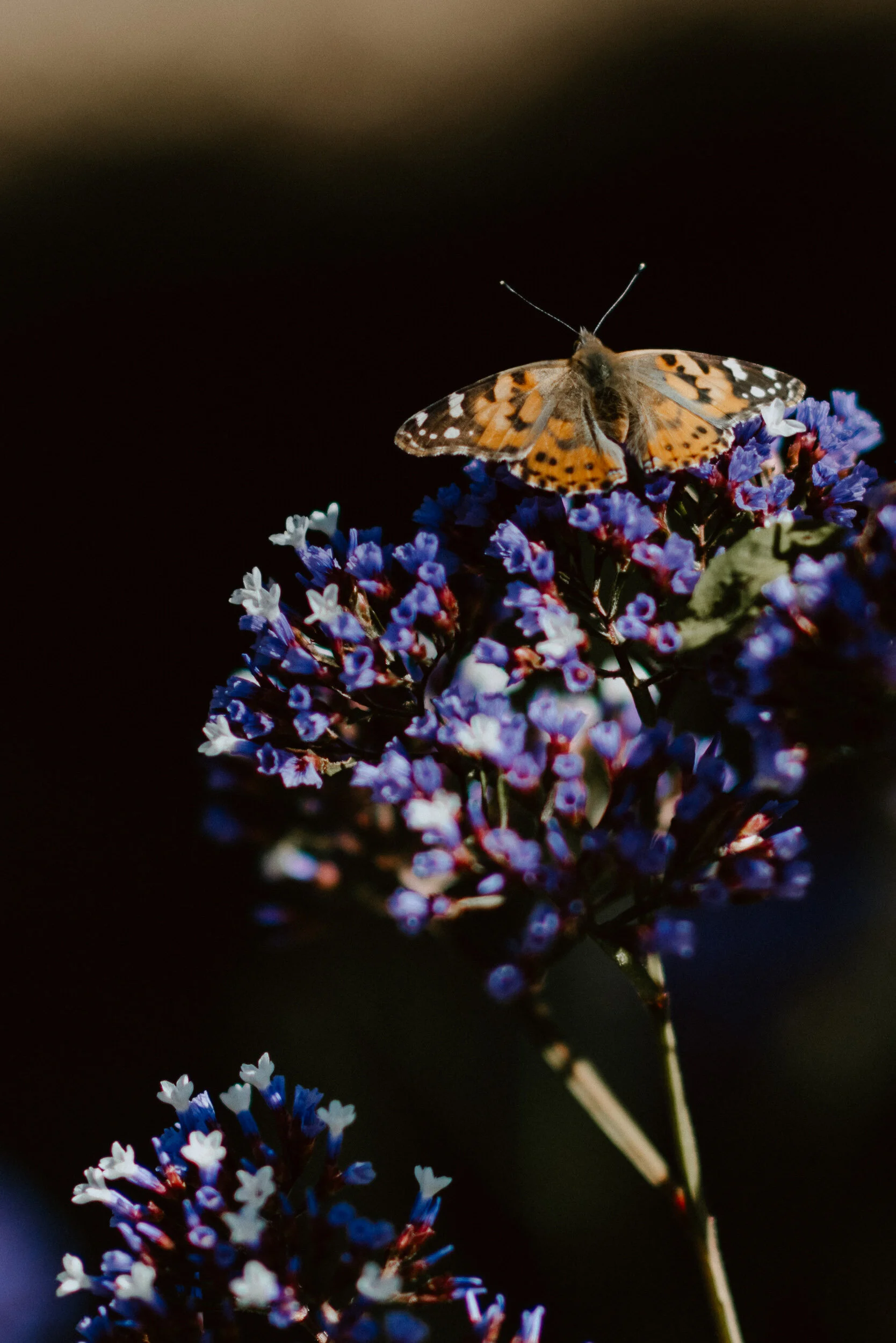 sButterfly Love-4.jpg