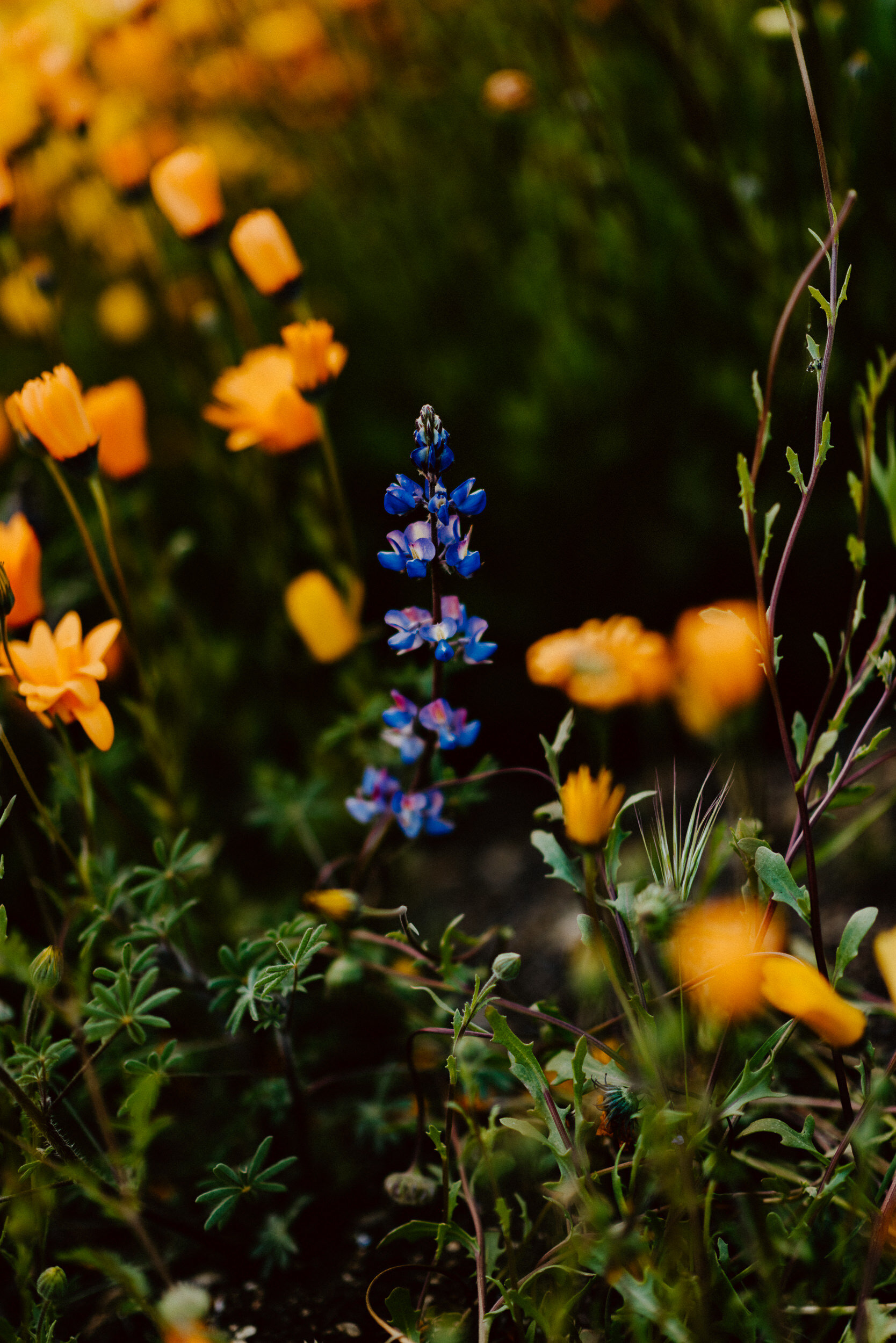 sMichelle + Cory - Superbloom Engagement Sesh-112.jpg