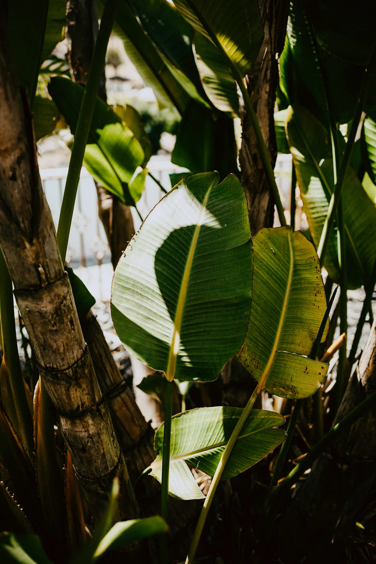 sBTS - TGS Poolside Sessions - Life in My Lens -IG Vaughntastic-4.jpg