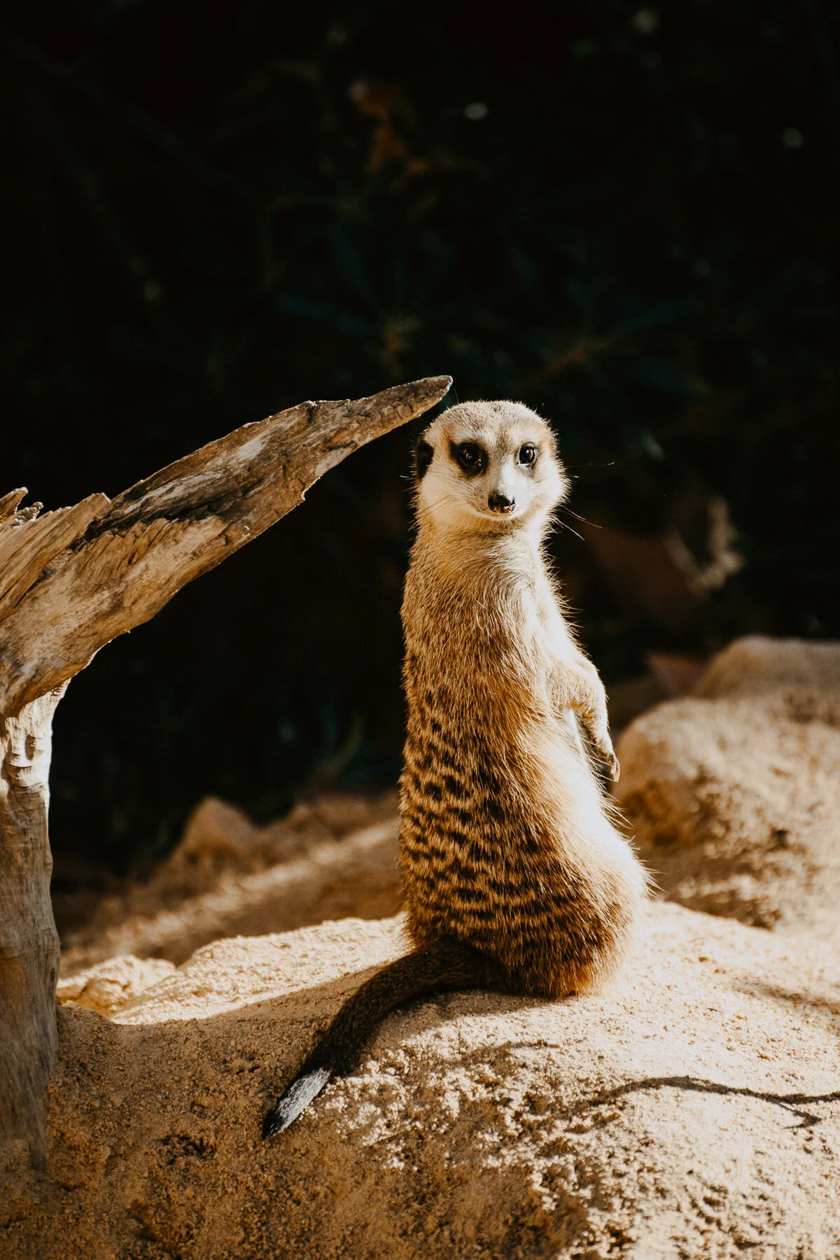 s04 Days 7+8 - Barcelona Birthday Adventure 2019-221.jpg