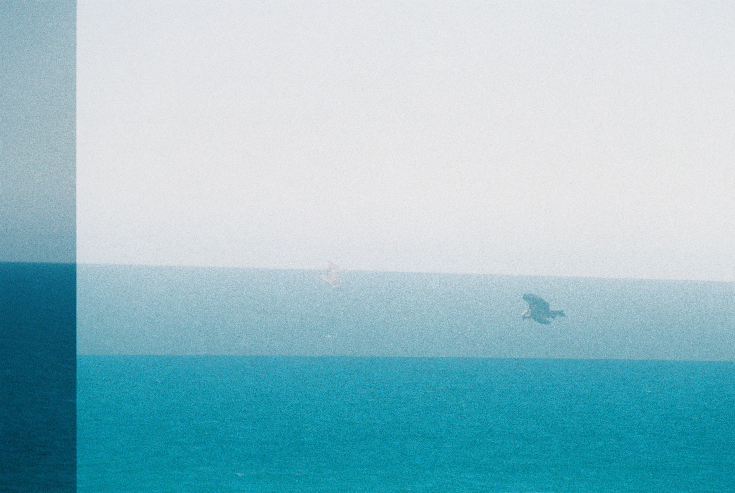 Bird of Prey x2. An accidental double exposure. Somehow. Most likely the film didn't advance / double exposure engaged accidentally. I like it when this happens, makes for an interesting photograph.