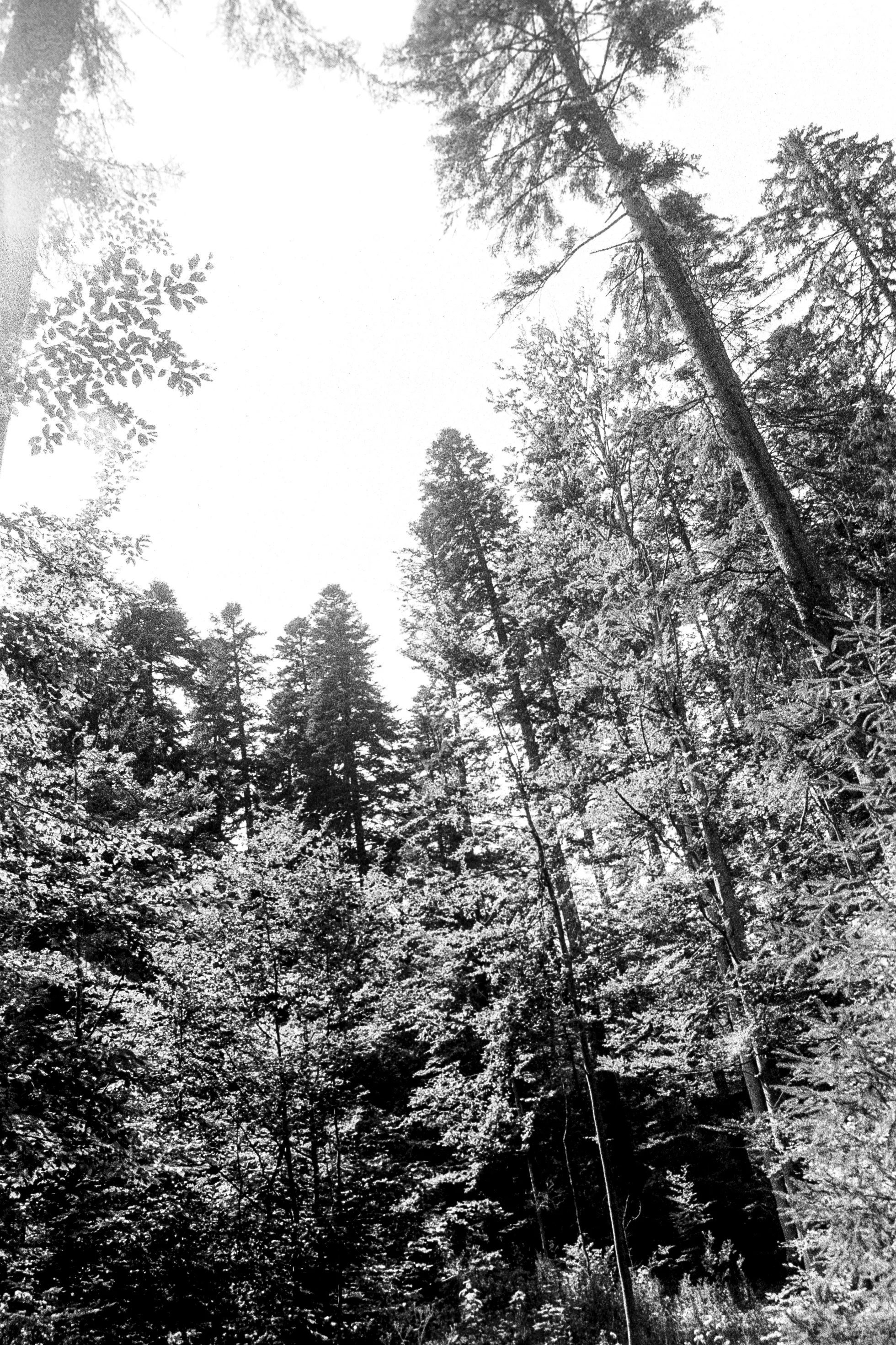 Surrounded by glorious forests.