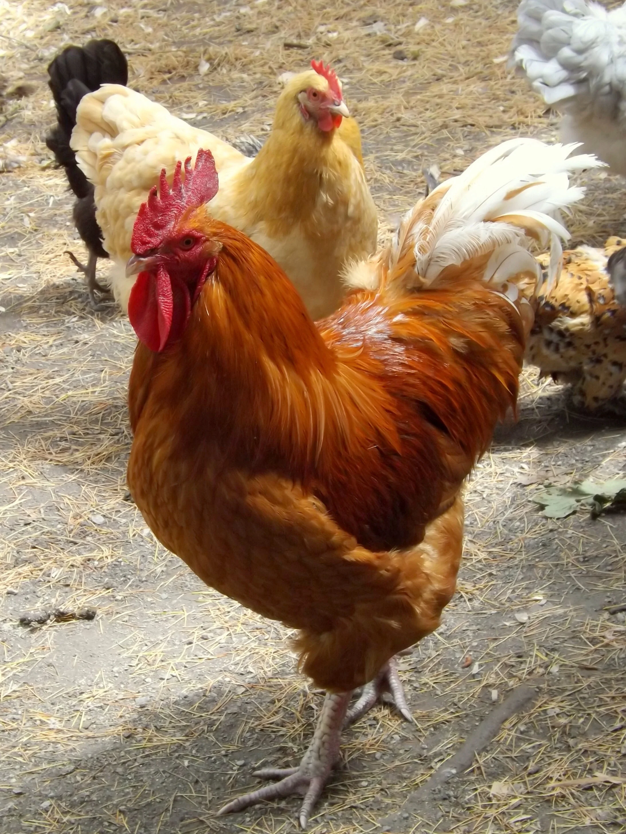 Chickens scare me, you can see their inner dinosaur and it's creepy. This guy was ok though.