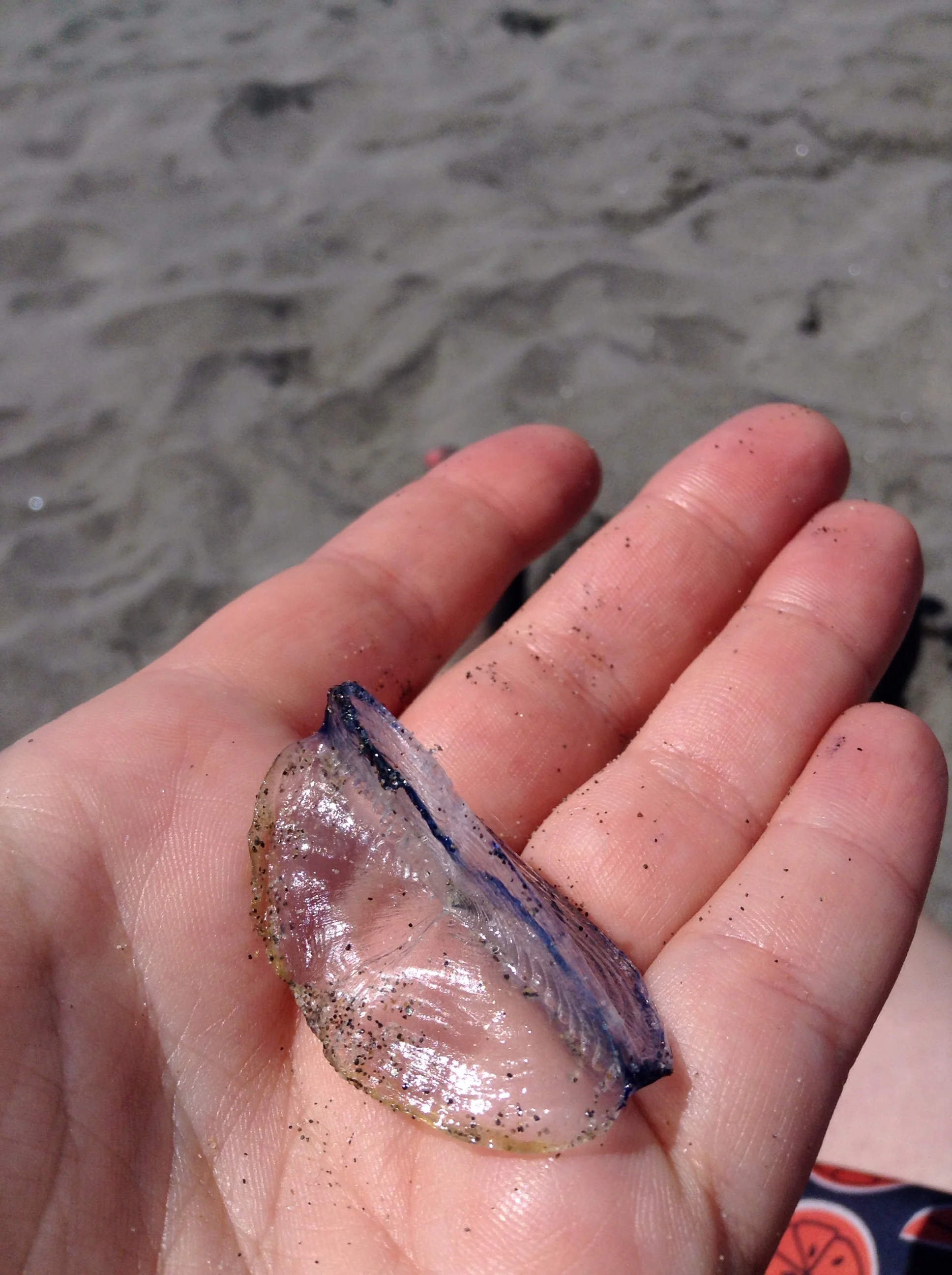 Dead velella