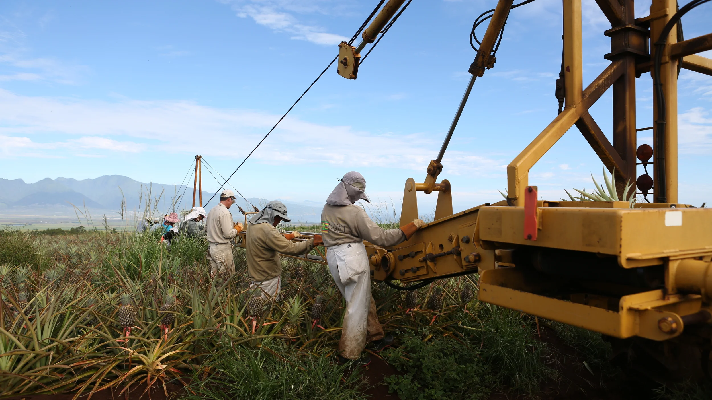  When the Maui Land &amp; Pineapple Company was forced to close down its last pineapple farm in 2009, Maui was on the brink of disappearing from the pineapple industry. After 100 years of providing jobs to families on the island, a group of dedicated