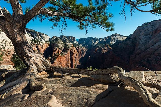 North view atop Angels Landing. Zion NP. Getting there early affords you opportunity for great images of the canyons cast in shadows, but another benefit is not having to shuffle around hikers who are afraid of the steep drops on either side of the tight trail up.
Not pictured: The seriously aggressive squirrels and chipmunks trying to steal my snacks whenever I looked the other way.
#angelslanding #zion #zionnationalpark