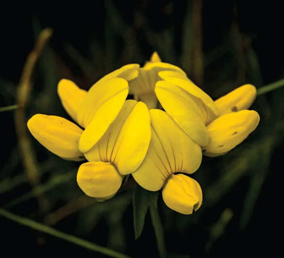 THUMBNAIL-1.jpg