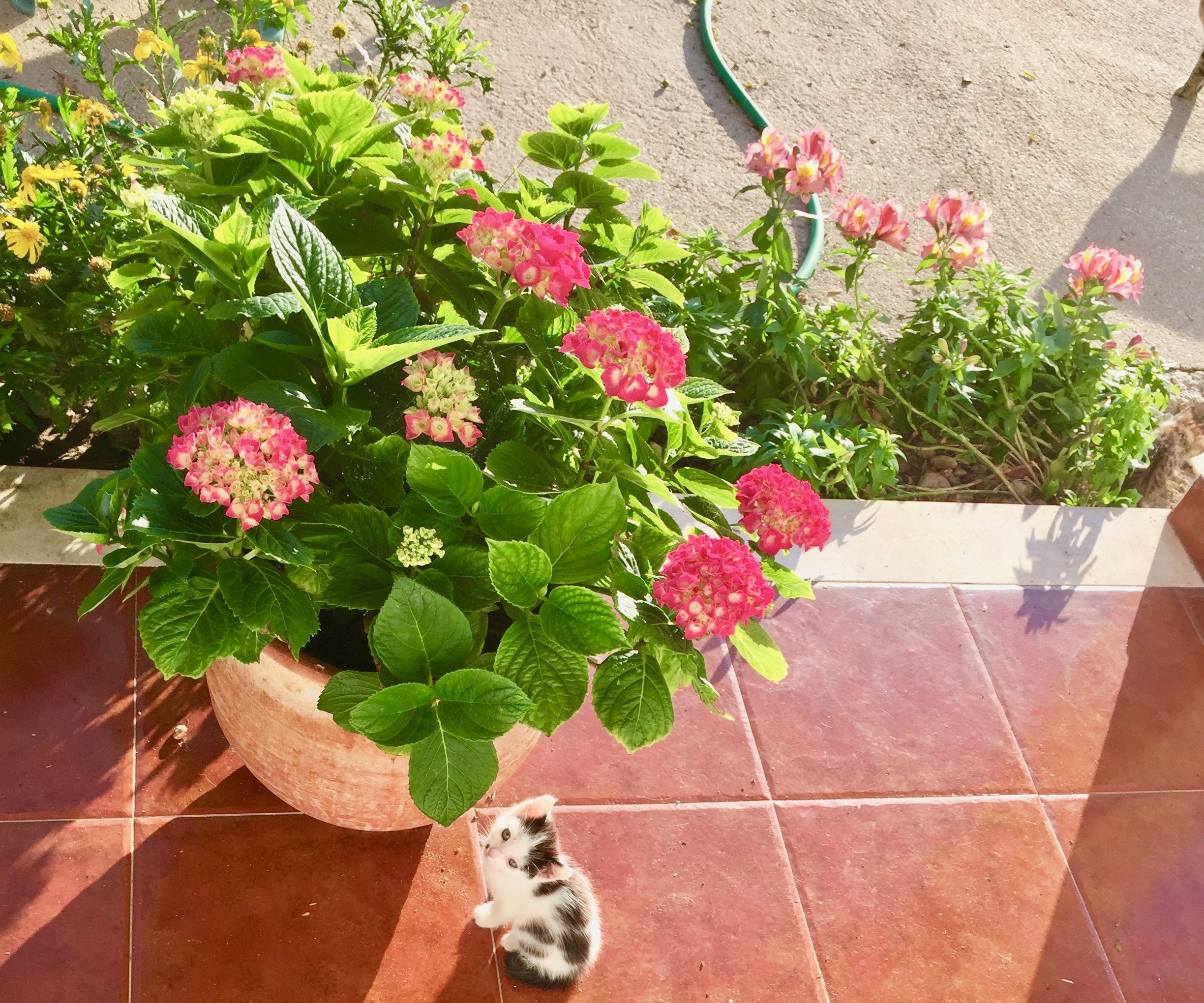 IMG_1997.jpeg