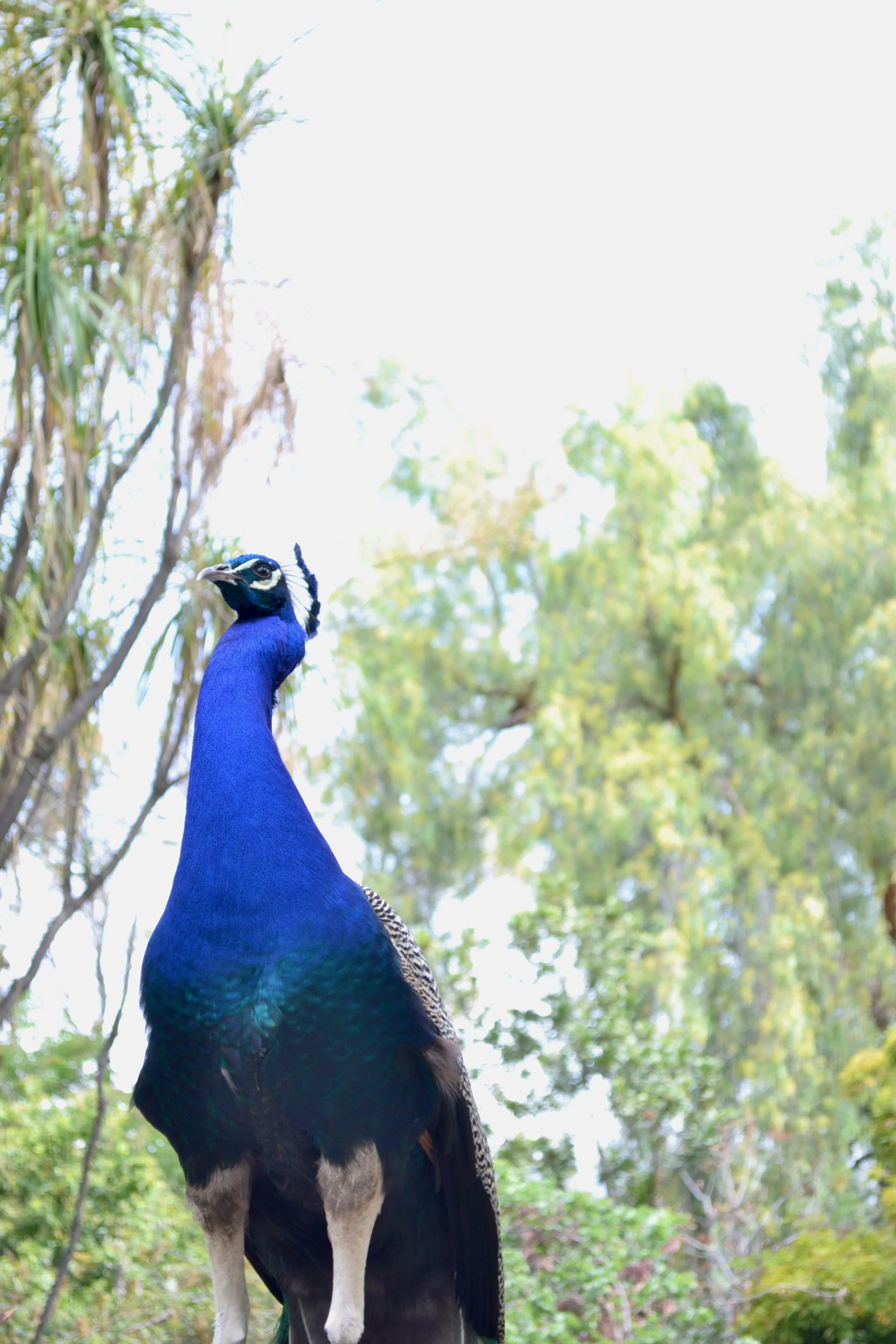 majestic peacock.jpeg