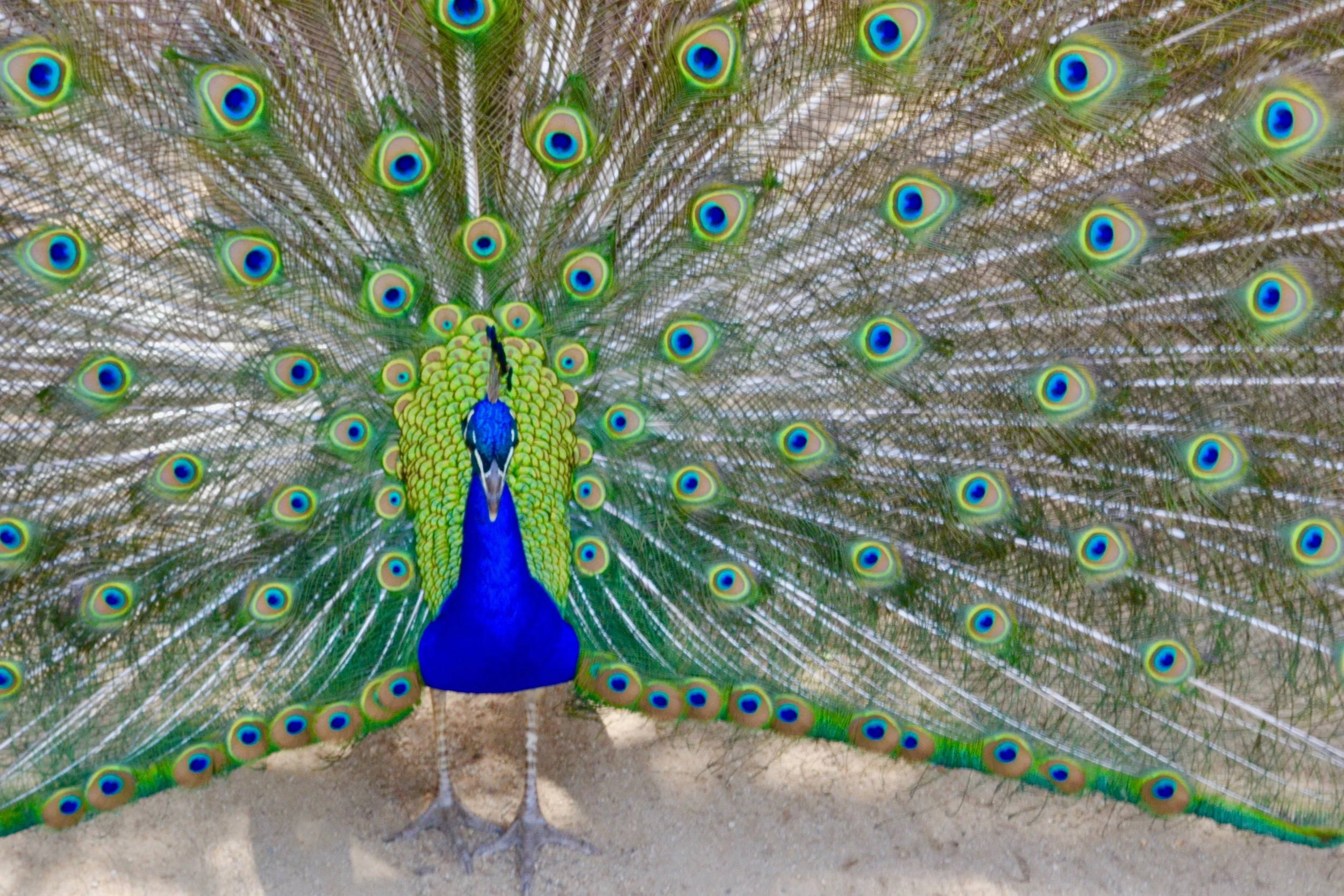 peacock close up.jpeg