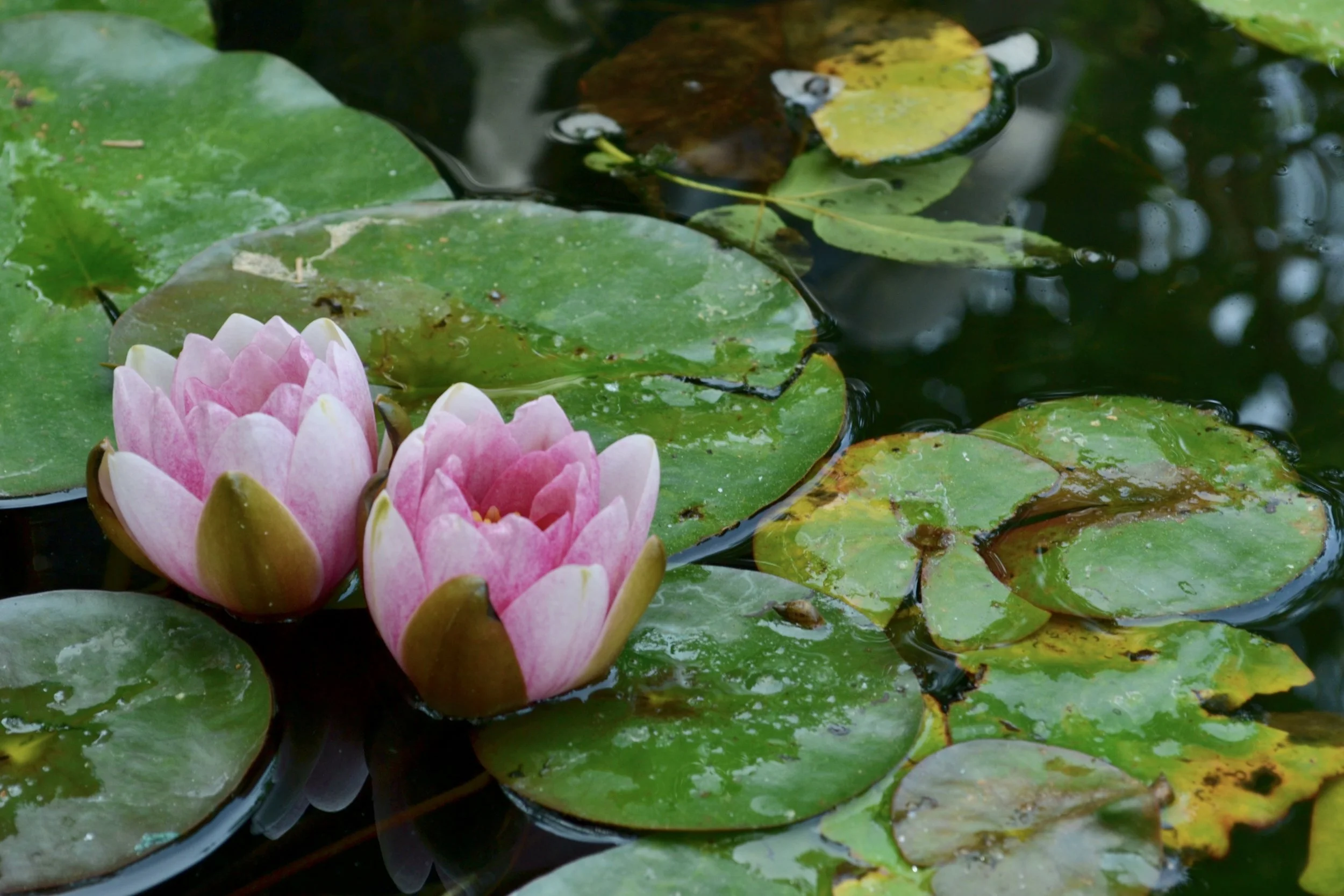 flowers on lily pad.jpeg