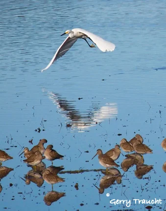 EGRET OVER THE LAGOON