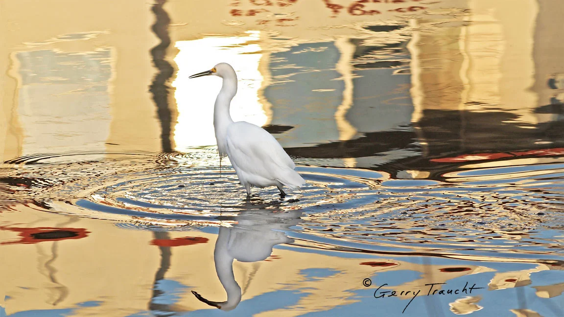 On a rare and spectacular night, like the opening of an opera, the egret clears the water of other birds and steps into this mirage as it forms from what was, moments before, a simple reflection. "From the lagoon, an egret, accompanied by an ibis, approaches the windows of the city. Entering an inexplicable moment, seemingly time in a double ikat of light, they travel the eye of the labyrinth, each from the other side." - from Gerry Traucht's The Secret Lives of Egrets