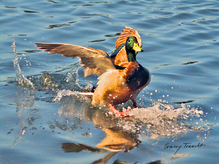 11_Gerry_Traucht-Mallard-landing_P4201012-(1).jpg