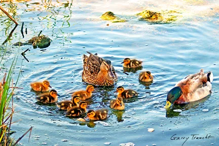 5_Gerry-Traucht_DuckFamily.jpg