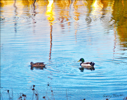 Gerry_Traucht_Van_Gogh_Mallards.jpg
