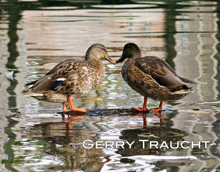 3_Gerry Traucht_ NOWandFOREVER_2886.jpg