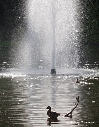 7_Gerry-Traucht_Duck-Fountain.jpg