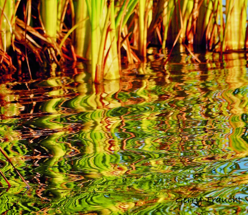 GerryTraucht_ReflectedVegetation.jpg