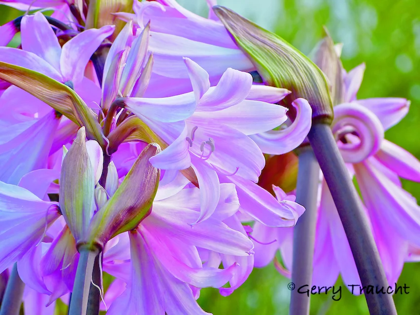 GerryTraucht LagoonFloral.jpg