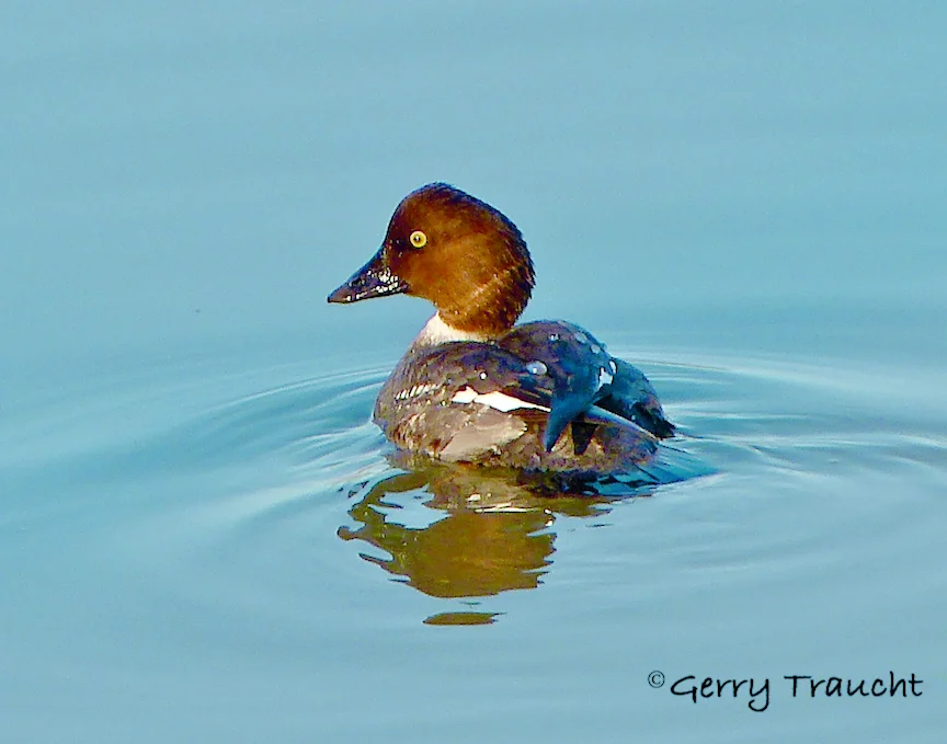 24x18 GerryTraucht_Golden Eye.jpg