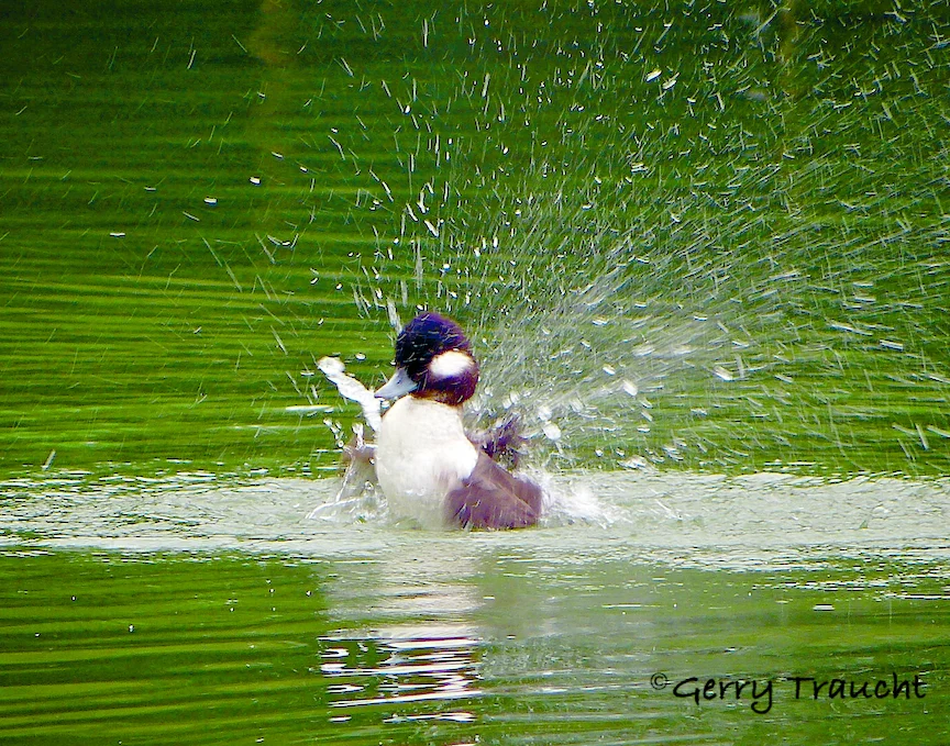 GerryTraucht_Bufflehead.jpg