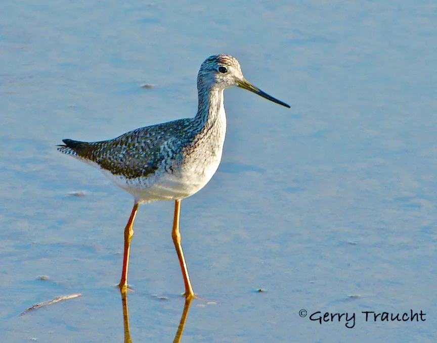 GerryTraucht_Lesser Yellowlegs.jpg