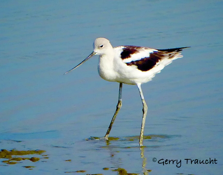 GerryTraucht sandpiper.jpg