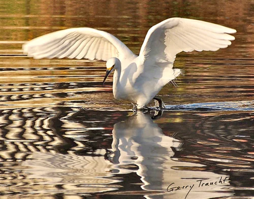 Wings Over Zebra Water