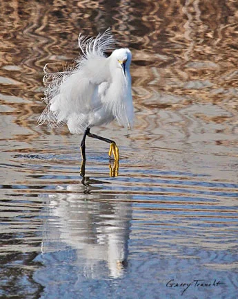 THE YELLOW SLIPPER