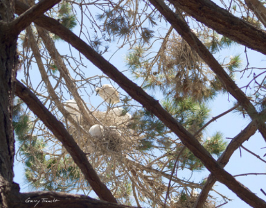Natural window into a nest of five egrets and another nest below, one above and a fourth nest behind the branch. 