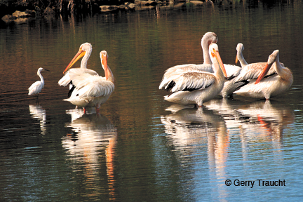 LAGOON MAIN EGRET GREETING THE VISITING WHITE PELICANS 2014