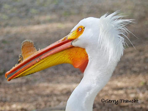 Gerry Traucht_Hank_white-Pelican_.jpg