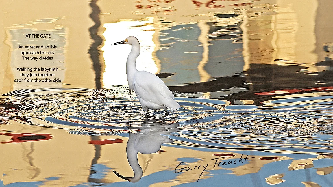Secret Life Of Egrets_Gerry Traucht_2.jpg